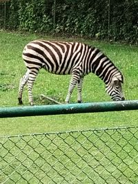 uczniowie podczas wycieczki po ZOO oraz rejs statkiem