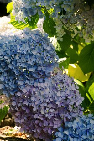 🌸 Wiosna w pełni - czas na hortensje 🌸