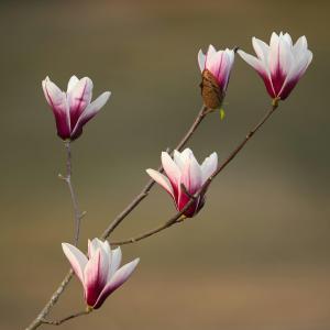 🌿🌸Zielono nam! 🌸🌿