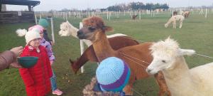 Alpakarnia Hola Alpaca w Okalewie